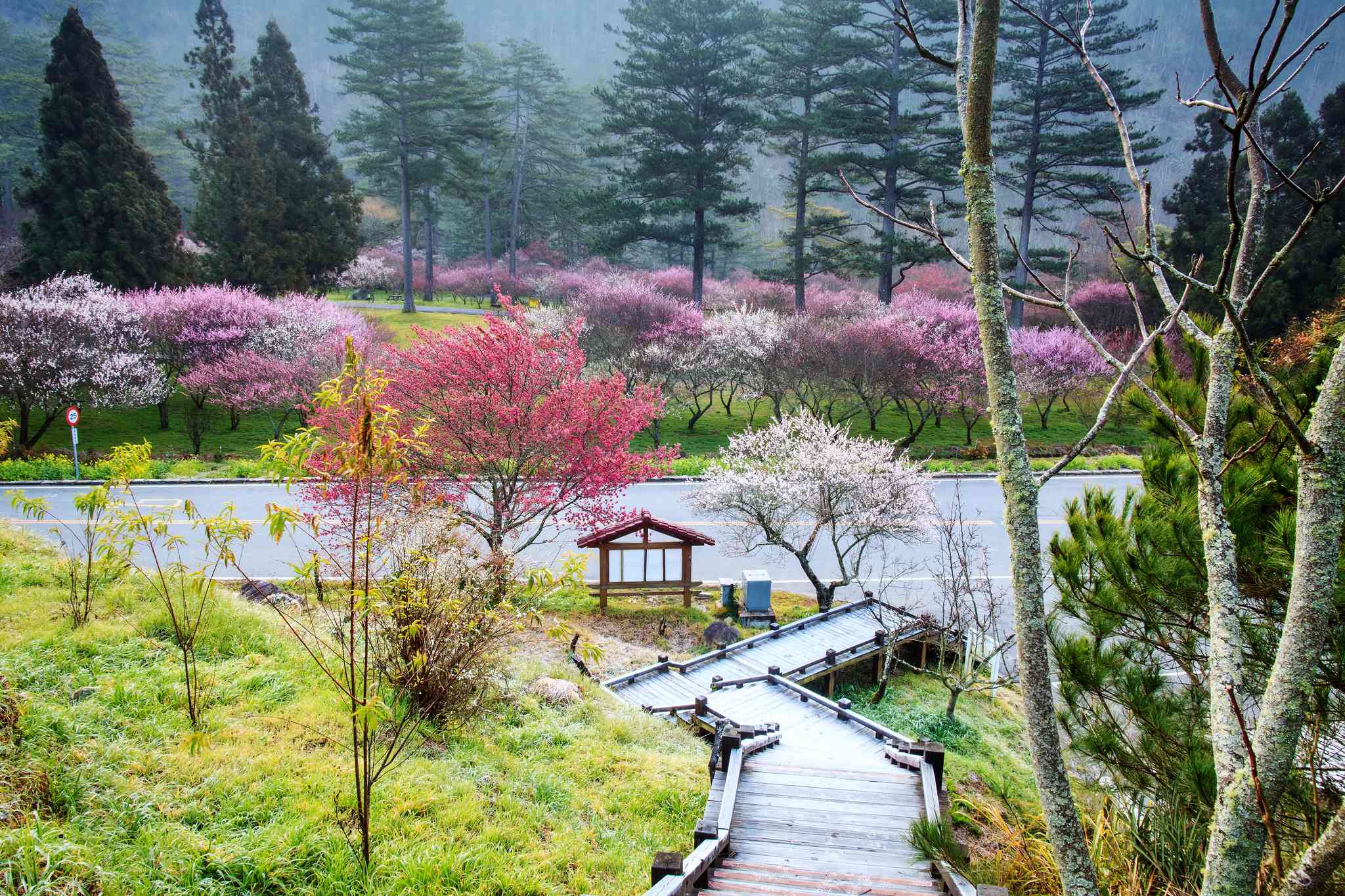 桃园 的风景 - 从 Wuling Farm 出发的私人 一日游 - 照片 6