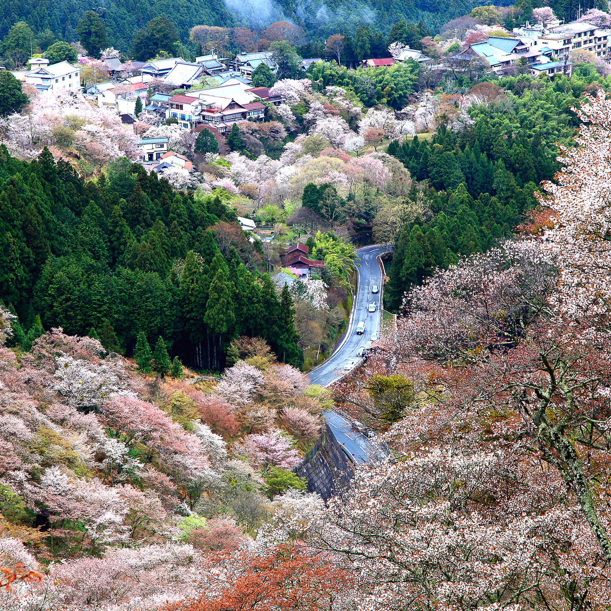 Yoshino