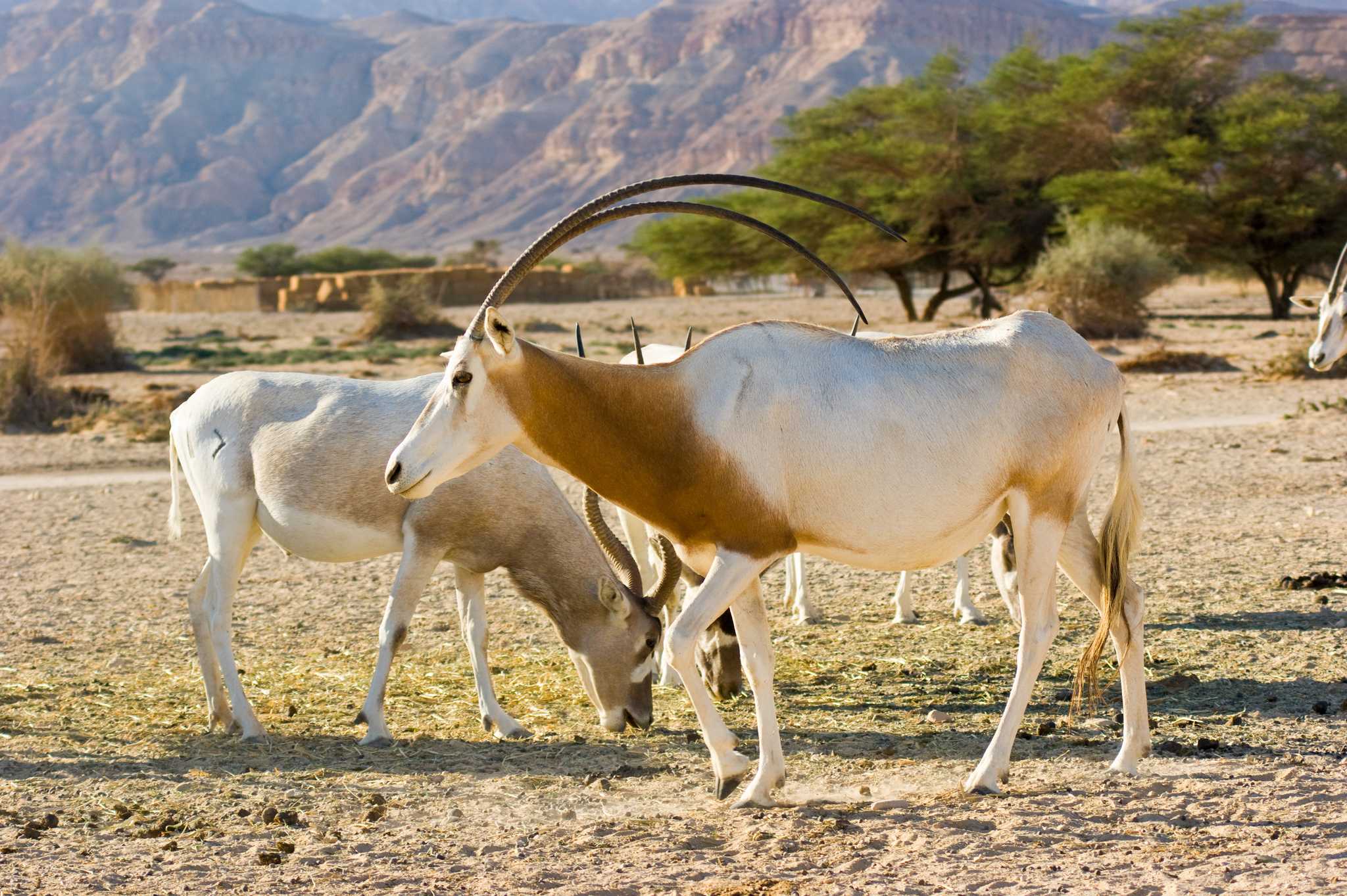 Besuchen Sie Yotvata Hai-Bar Nature Reserve auf dem Weg von eilat-il nach masada-il mit Daytrip