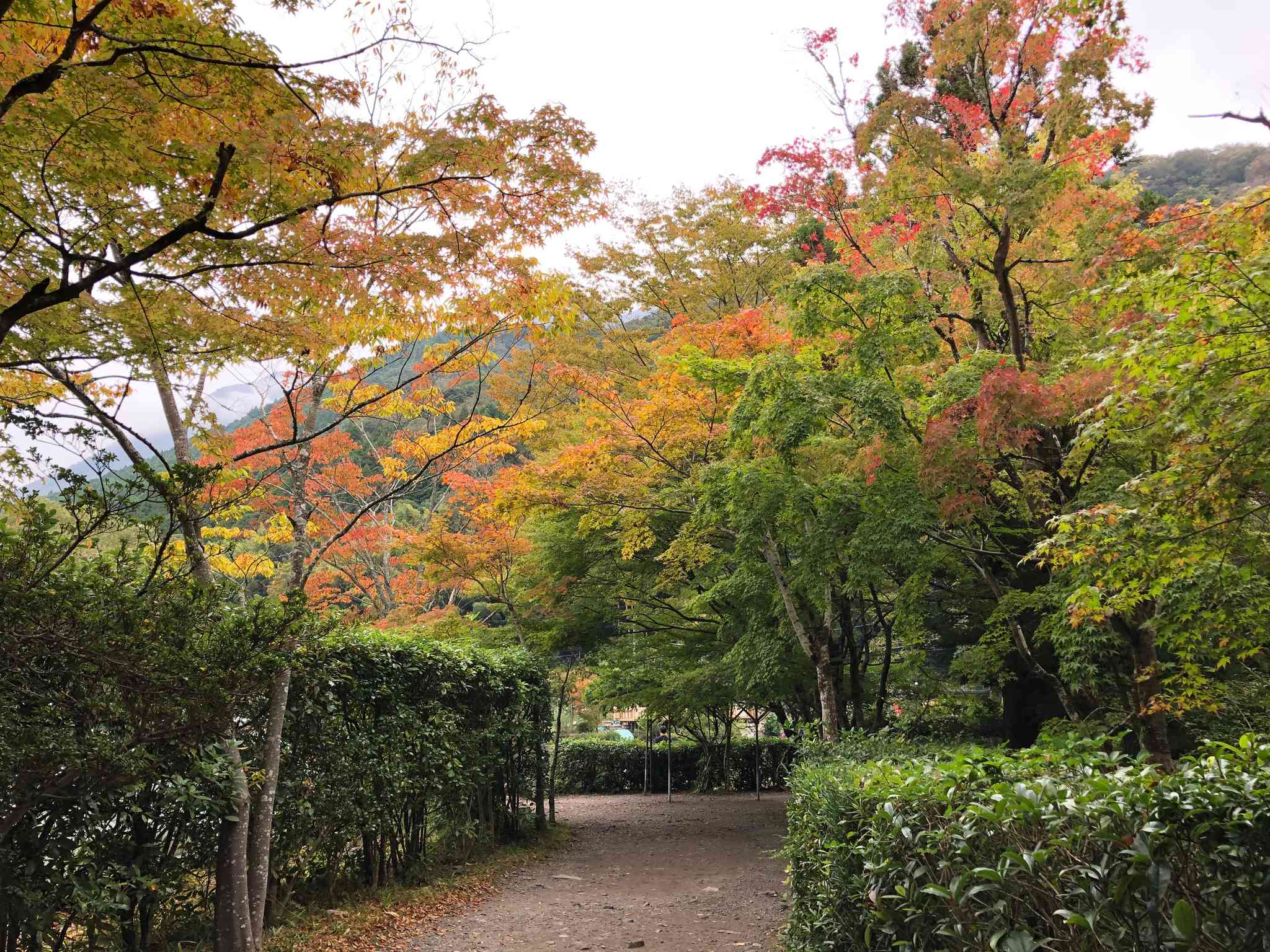 Kyoto 的风景 - 从 由布院町川上 出发的私人 一日游 - 照片 7