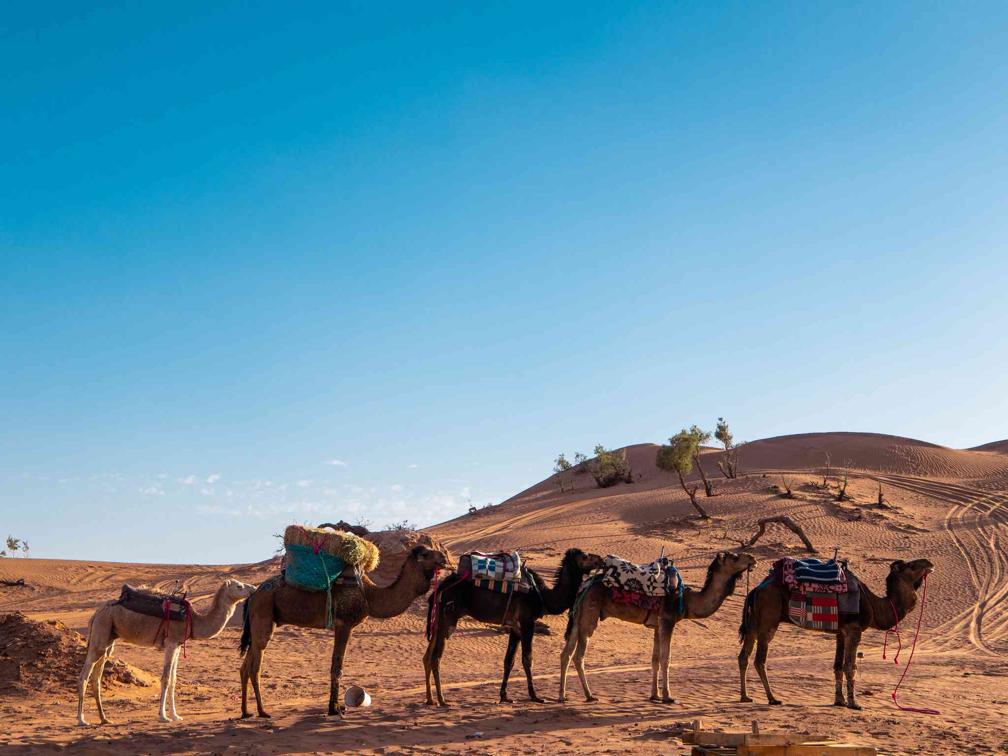 Blick auf die Landschaft von Mohammedia - private Tagesreise von Zagora - Foto 6