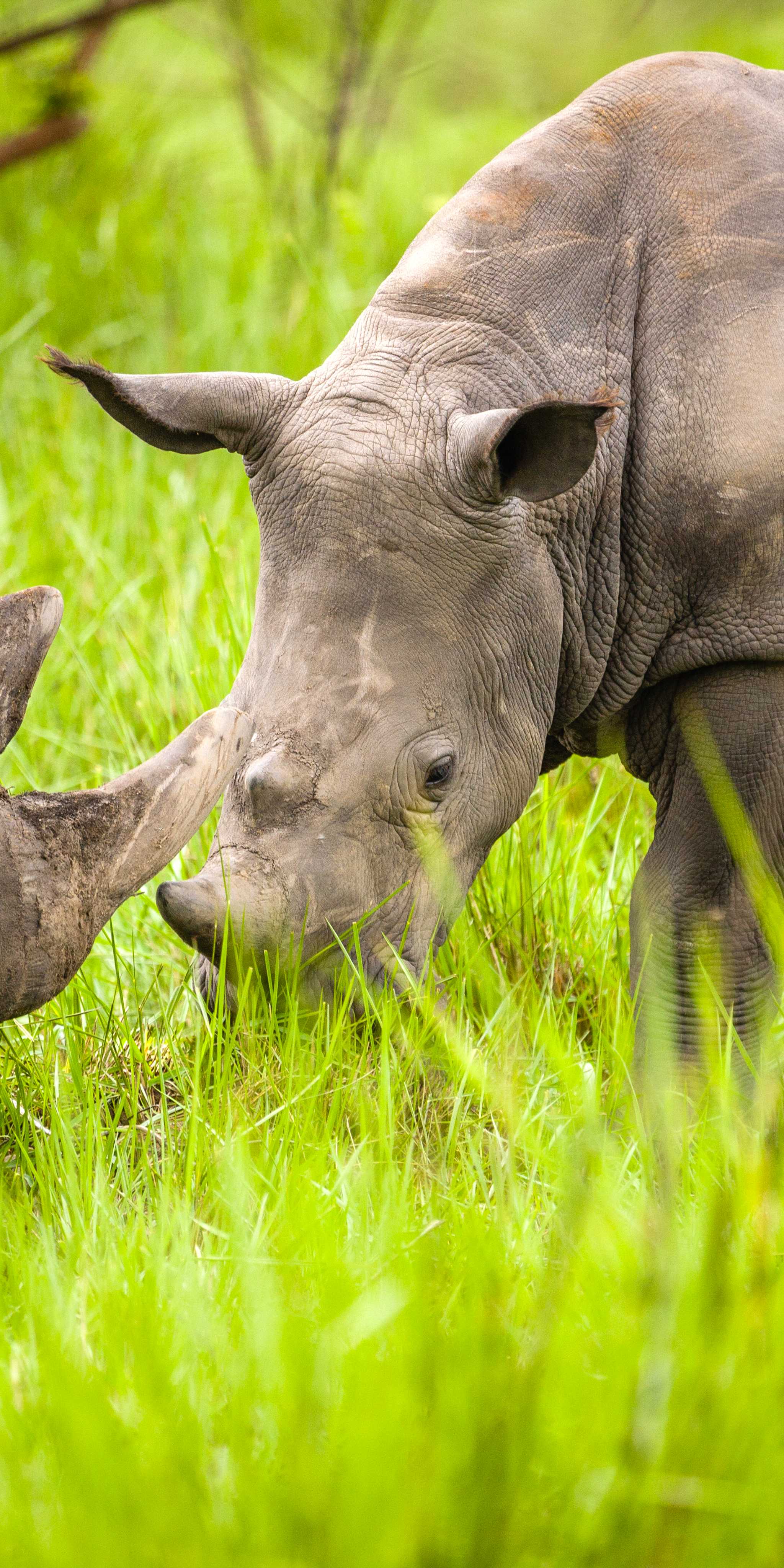 Ziwa Rhino Sanctuary